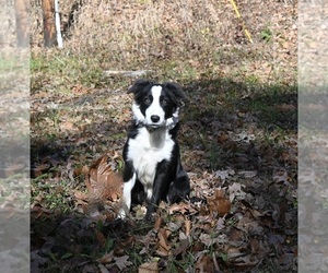 Border Collie Puppy for sale in WARSAW, OH, USA