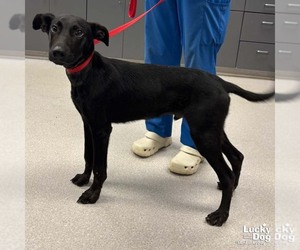 Shuler - Male Retriever -Unknown Mix Dog for Adoption - Photo #2