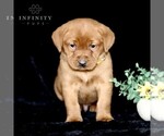 Small Photo #5 Labrador Retriever Puppy For Sale in GAP, PA, USA