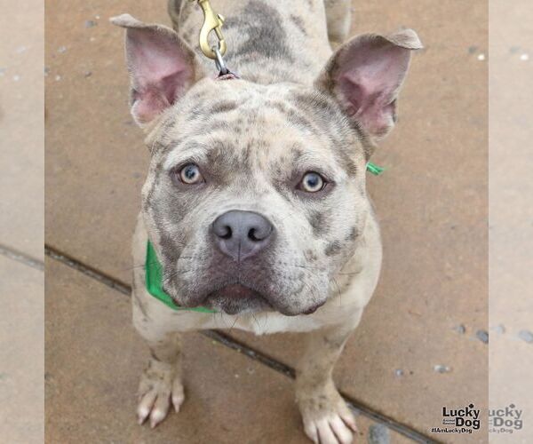 Medium Photo #5 American Bulldog-Unknown Mix Puppy For Sale in Washington, DC, USA