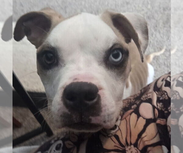 Medium Photo #8 Boxer-Unknown Mix Puppy For Sale in Brooklyn Center, MN, USA