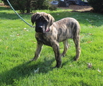 Puppy Puppy 3 Zoey Mastiff