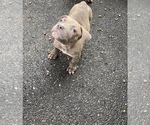 Puppy Puppy 2 Bullypit