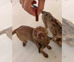 Small #2 Labrador Retriever