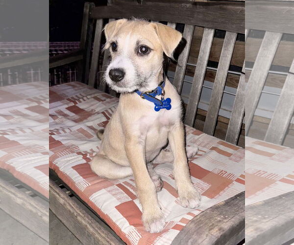 Medium Photo #6 American Staffordshire Terrier-Chinese Shar-Pei Mix Puppy For Sale in Corona, CA, USA
