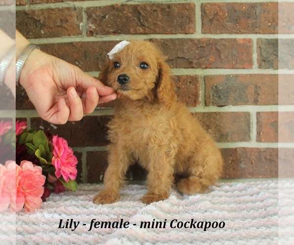Medium Photo #1 Cockapoo (Miniature) Puppy For Sale in CLARKRANGE, TN, USA