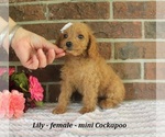 Small Cockapoo (Miniature)