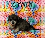 Small #2 Schnoodle (Miniature)
