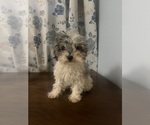 Small #33 Poodle (Miniature)