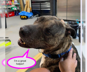 Hector *FOSTER NEEDED TOO! - Male Mastiff-Staffordshire Bull Terrier Mix Dog for Adoption - Photo #6