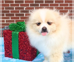 Pomeranian Puppy for sale in DAWSONVILLE, GA, USA