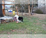 Small Photo #59 Old English Sheepdog Puppy For Sale in MARIONVILLE, MO, USA