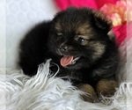 Small #5 Pomeranian