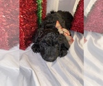 Small Photo #8 Goldendoodle Puppy For Sale in HUNTSVILLE, AL, USA