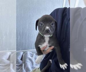 American Pit Bull Terrier Dogs for adoption in Baytown, TX, USA