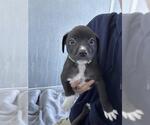 Small American Pit Bull Terrier