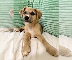 Mutt Dogs for adoption in Forest, VA, USA