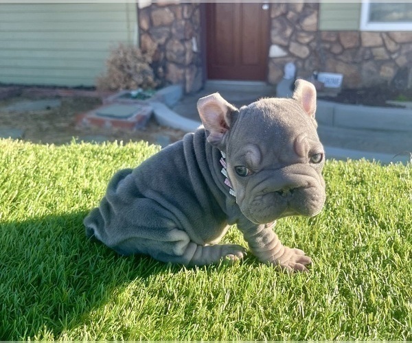 Medium Photo #7 French Bulldog Puppy For Sale in CARLSBAD, CA, USA