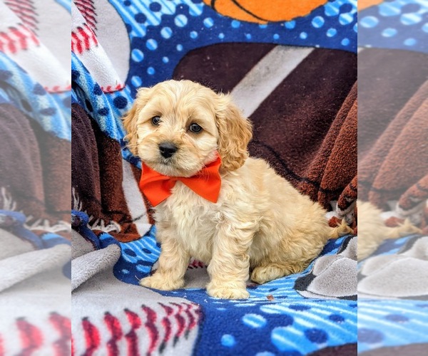 Medium Photo #2 Cavachon Puppy For Sale in AIRVILLE, PA, USA
