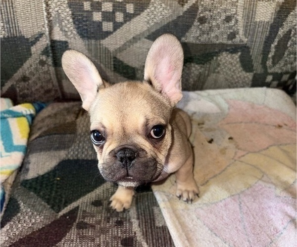Medium Photo #5 French Bulldog Puppy For Sale in LITITZ, PA, USA