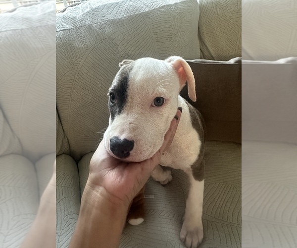 Medium Photo #17 American Pit Bull Terrier Puppy For Sale in BROCKTON, MA, USA