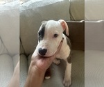Small #16 American Pit Bull Terrier
