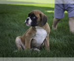 Small #9 Boxer