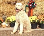 Small Photo #1 Labradoodle Puppy For Sale in AUBURNTOWN, TN, USA