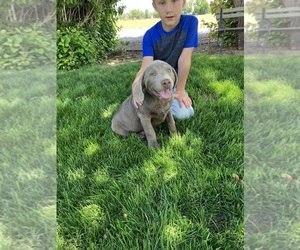 Medium Labrador Retriever