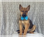 Small Photo #6 Malinois Puppy For Sale in LAKELAND, FL, USA