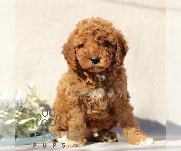 Medium Photo #3 Goldendoodle (Miniature) Puppy For Sale in EPHRATA, PA, USA