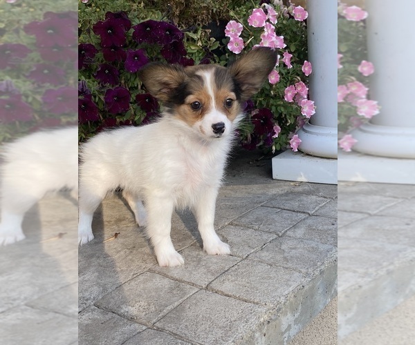 Medium Photo #2 Papillon Puppy For Sale in CANOGA, NY, USA