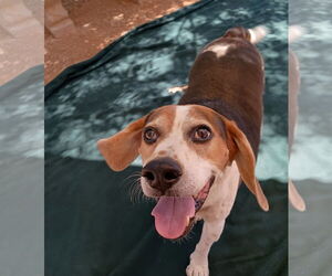 Beagle Dogs for adoption in Apple Valley, CA, USA