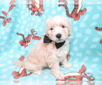 Small Photo #1 Maltipoo Puppy For Sale in HARTVILLE, MO, USA