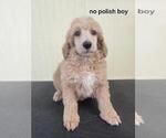 Small Photo #8 Poodle (Standard) Puppy For Sale in HAMPTON, VA, USA