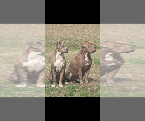 Medium Photo #1 American Bully Puppy For Sale in GROVETOWN, GA, USA