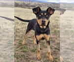 Small #3 Rottweiler Mix