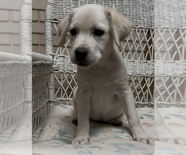 Medium Photo #15 Labrador Retriever Puppy For Sale in SPRINGFIELD, MO, USA