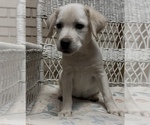 Small #6 Labrador Retriever