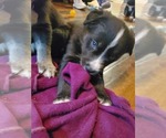 Small Photo #1 Goberian Puppy For Sale in TIPPECANOE, IN, USA