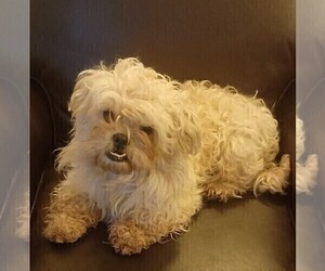 Maltipoo Puppy for sale in ROSEVILLE, CA, USA