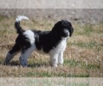 Small Photo #7 Goldendoodle Puppy For Sale in RALEIGH, NC, USA