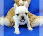 Small Photo #2 French Bulldog Puppy For Sale in MARIONVILLE, MO, USA