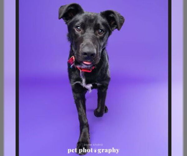 Medium Photo #8 Border Collie-Unknown Mix Puppy For Sale in Fargo, ND, USA