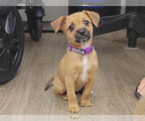 Medium Photo #3 Mutt Puppy For Sale in Martinez, CA, USA