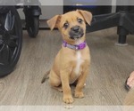 Small #2 Mutt