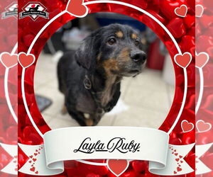 Layla Ruby - Female Dachshund-Unknown Mix Dog for Adoption - Photo #3