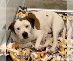 Small American Pit Bull Terrier Mix