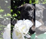 Small Photo #2 Dutch Shepherd Dog Puppy For Sale in CHARLESTON, WV, USA