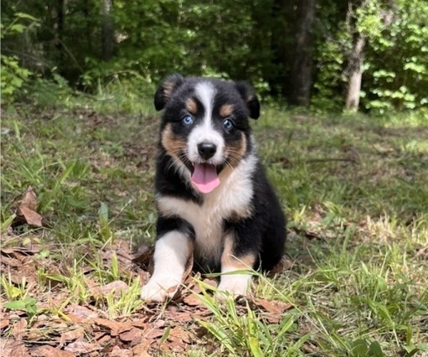 Medium Photo #2 Australian Shepherd Puppy For Sale in ELBERTON, GA, USA